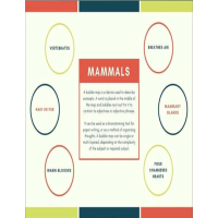 Mammals - Definition and Concept Map